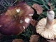 Міцелій Сироїжки лайкової (Сироїжки зелено-червоною), Russula alutacea 100 г - зображення 1