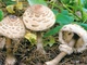 Мицелий Гриба-зонтика лохматого (Гриба-зонтика краснеющий), Chlorophyllum rhacodes 100 г - изображение 1