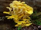 Міцелій на брусочки Глива лимонна-жовта, Pleurotus citrinopileatus - зображення 4