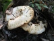 Міцелій Груздя цього, Lactarius resimus 100 г - зображення 1