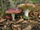 Міцелій Сироїжки лайкової (Сироїжки зелено-червоною), Russula alutacea 100 г - зображення 2