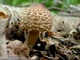 Мицелий Гриба-зонтика лохматого (Гриба-зонтика краснеющий), Chlorophyllum rhacodes 100 г - изображение 2