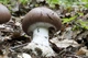 Міцелій Паутинника чудового, Cortinarius praestans 100 г - зображення 1