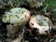 Міцелій Груздя цього, Lactarius resimus 100 г - зображення 2