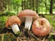 Міцелій Сироїжки харчової (Сироїжки їстівної), Russula vesca 100 г - зображення 1