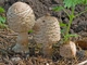 Мицелий Гриба-зонтика лохматого (Гриба-зонтика краснеющий), Chlorophyllum rhacodes 100 г - изображение 3