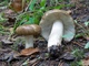 Мицелий Сыроежки охристой, Russula ochroleuca 100 г - изображение 3