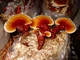Мицелий на брусочках Опёнок тёмный, Armillaria ostoyae - изображение 6
