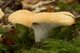 Мицелий Дубовика крапчатого, Boletus erythropus 100 г - изображение 8