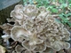 Міцелій maitake смажені гриби (Гріфола кучерява), Grifola frondosa 100 г - зображення 1