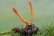 Міцелій Кордицепса військового, Cordyceps militaris 100 г - зображення 3