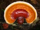 Мицелий на брусочках Опёнок тёмный, Armillaria ostoyae - изображение 7