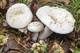 Міцелій Груздя перцевого, Lactarius piperatus 100 г - зображення 1