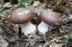 Міцелій Паутинника чудового, Cortinarius praestans 100 г - зображення 3