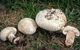 Міцелій Печериці бернардовидного, Agaricus bernardiiformis 100 г - зображення 2