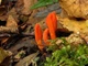 Міцелій Кордицепса військового, Cordyceps militaris 100 г - зображення 4