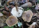 Міцелій Коллибии каштанової (Грошики каштанової), Collybia butyracea 100 г - зображення 1