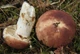 Міцелій Сироїжки харчової (Сироїжки їстівної), Russula vesca 100 г - зображення 3