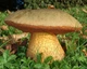 Міцелій Дубовика оливково-бурого, Boletus luridus 100 г - зображення 2