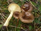 Мицелий Гигрофор поздний (бурый), Hygrophorus hypothejus 100 г - изображение 1
