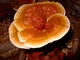Мицелий на брусочках Опёнок тёмный, Armillaria ostoyae - изображение 9