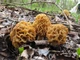 Мицелий Сморчка обыкновенного, Morchella esculenta 100 г - изображение 3
