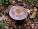 Мицелий Сыроежки сине-жёлтой, Russula cyanoxantha 100 г - изображение 2