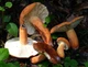 Мицелий Груздя горького (Горькушки рыжей), Lactarius rufus 100 г - изображение 5