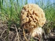 Мицелий Сморчка обыкновенного, Morchella esculenta 100 г - изображение 4