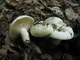 Міцелій Груздя перцевого, Lactarius piperatus 100 г - зображення 4