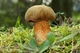 Міцелій Дубовика оливково-бурого, Boletus luridus 100 г - зображення 4