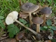 Міцелій УМацутакэ, Tricholoma matsutake 100 г - зображення 4