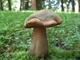 Міцелій Дубовика оливково-бурого, Boletus luridus 100 г - зображення 5