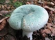 Мицелий Сыроежки жгучей, Russula emetica 100 г - изображение 8