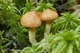 Міцелій maitake смажені гриби (Гріфола кучерява), Grifola frondosa 100 г - зображення 5