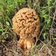 Мицелий Сморчка обыкновенного, Morchella esculenta 100 г - изображение 6