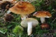 Міцелій Сироїжки лайкової (Сироїжки зелено-червоною), Russula alutacea 100 г - зображення 7