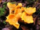 Міцелій Лисички звичайної (жовтої), Cantharellus cibarius 100 г - зображення 3