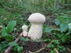 Мицелий Гриба-зонтика лохматого (Гриба-зонтика краснеющий), Chlorophyllum rhacodes 100 г - изображение 5