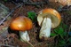 Міцелій Сироїжки харчової (Сироїжки їстівної), Russula vesca 100 г - зображення 5