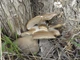 Мицелий Вешенки обыкновенной серой, Pleurotus sajor-caju 100 г - изображение 11