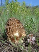 Мицелий Сморчка обыкновенного, Morchella esculenta 100 г - изображение 7