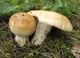 Міцелій Сироїжки лайкової (Сироїжки зелено-червоною), Russula alutacea 100 г - зображення 8