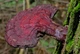 Міцелій Трутовика розгалуженого, Polyporus umbellatus 100 г - зображення 5