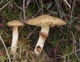 Міцелій maitake смажені гриби (Гріфола кучерява), Grifola frondosa 100 г - зображення 7