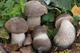 Мицелий Подосиновика серого, Leccinum versipelle f. grisea 100 г - изображение 4