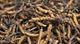 Мицелий Кордицепса китайского, Cordyceps sinensis 100 г - изображение 5