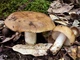 Міцелій Сироїжки лайкової (Сироїжки зелено-червоною), Russula alutacea 100 г - зображення 9