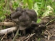 Міцелій Лисички звичайної (жовтої), Cantharellus cibarius 100 г - зображення 5