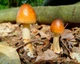 Мицелий Подосиновика серого, Leccinum versipelle f. grisea 100 г - изображение 5